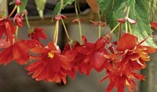 Tuber Begonia (Ampelform)