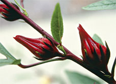 Hibiscus chinese rose