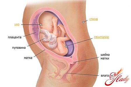 Pregnancy Week 26 Symptoms