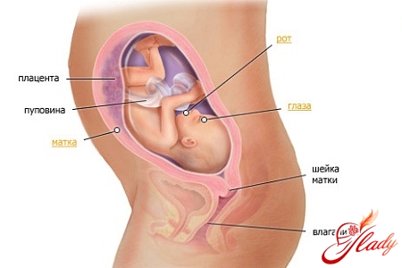 Schwangerschaft 27 Wochen Symptome