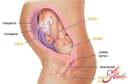 вагітність 29 тиждень симптоми