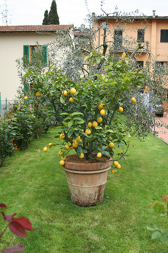 Citrusplanter