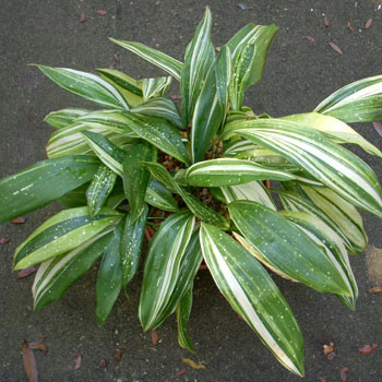 Sansevieria kotona