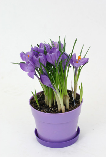 Crocus kukka