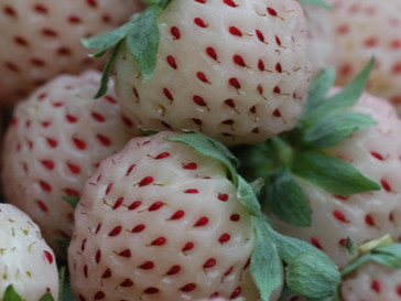 Strawberry Hybrid