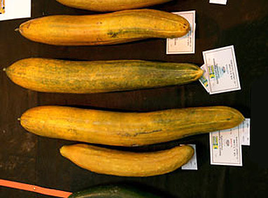 The largest cucumber