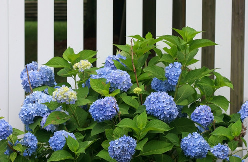 Blomst med blå blomster