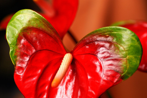 Anthurium blomst