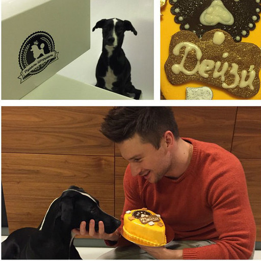 Sergei Lazarev opened a confectionery for dogs "Poodle-Strudel", news