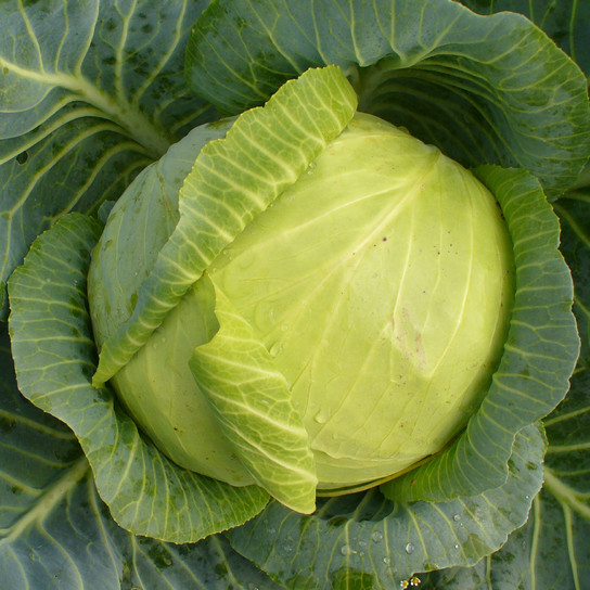 Types of cabbage