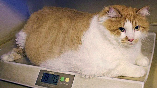 Cat with excess weight