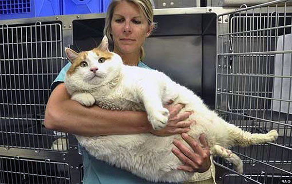 The thickest cat in the world