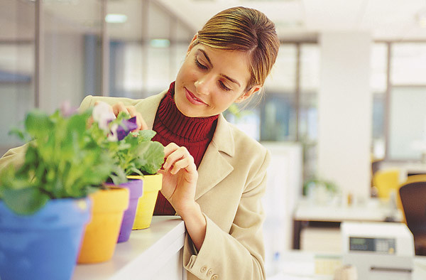 Office plants