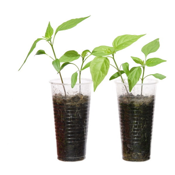 How to choose seedlings