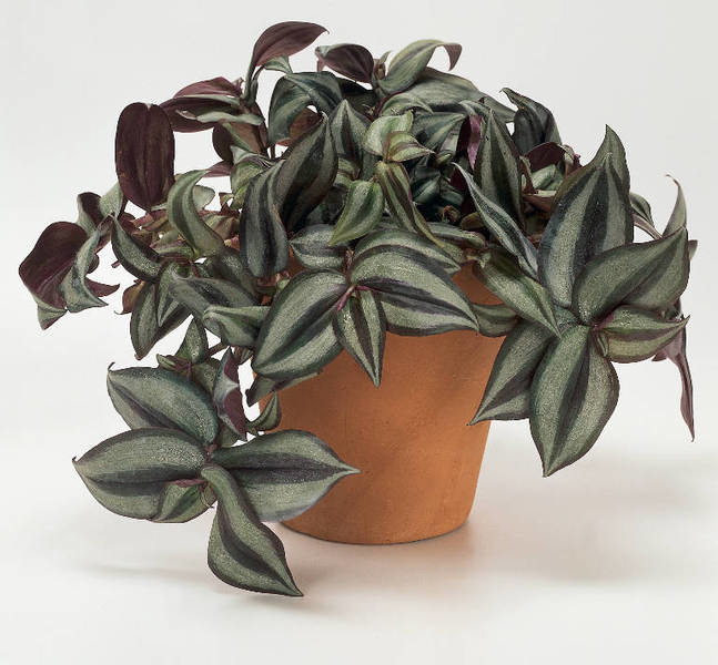 Tradescantia kotona