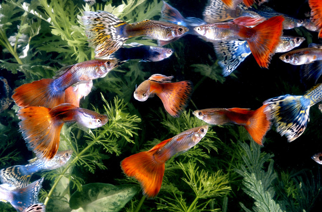 guppies in an aquarium