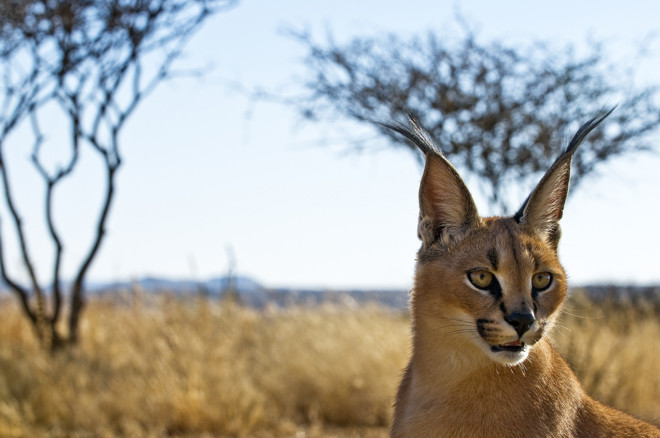 彼らは44万人の子猫を盗んだ