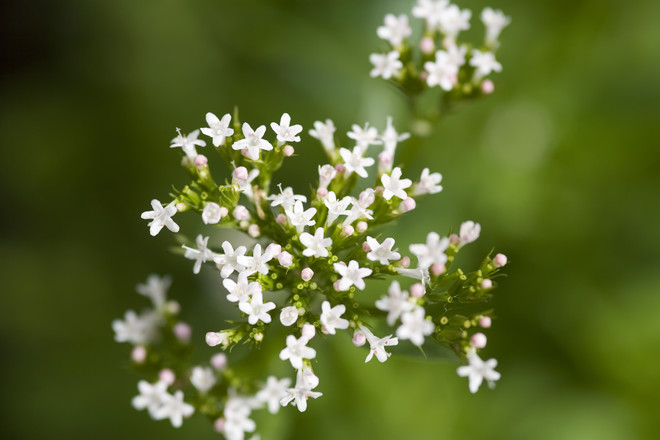 is it possible to have a valerian pregnant?