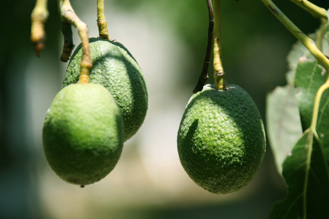 Avocado Dishes