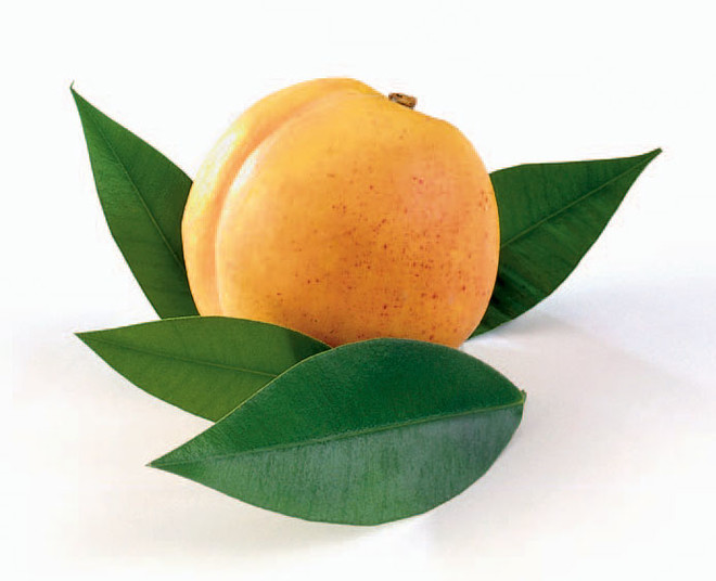 Apricots useful properties
