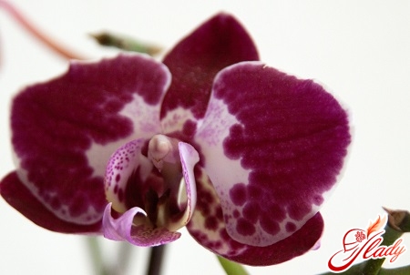 orchid disease