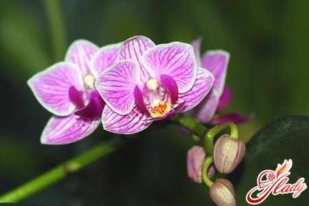 diseases and pests of orchids