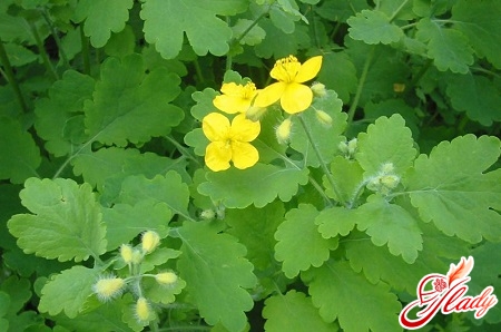 celandine for the treatment of warts