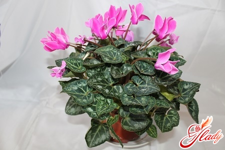 care for cyclamens at home