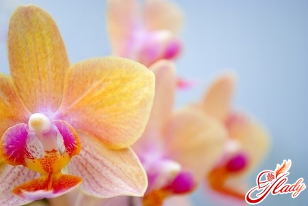 flowering of orchids