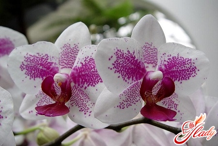 orkidéen blomstre ikke