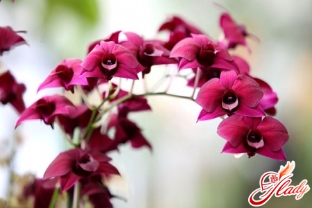 smuk blomstring af orkideer