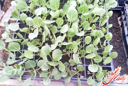 cultivation of cauliflower seedlings