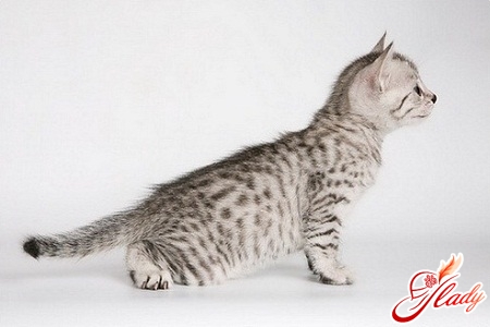 Egyptian Mau breed of cats