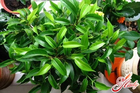 ficus bengali