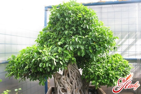 Ficus Microcarp