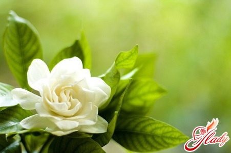 gardenia jasmin