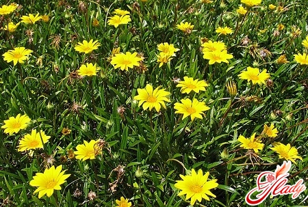 Arnica flowers for the treatment of herpes