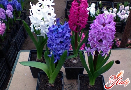 hyacinths at home