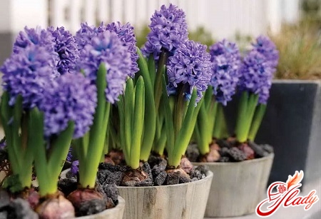 hyacinth care at home