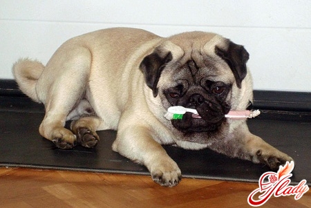 كيف لتنظيف أسنان كلبك