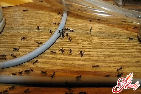 Ameisen in der Wohnung, wie man los wird