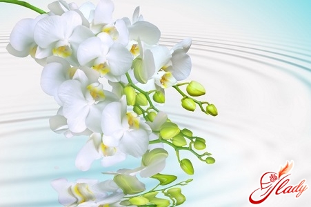 how to water orchids