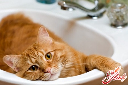 猫の尿のにおいを取り除く方法