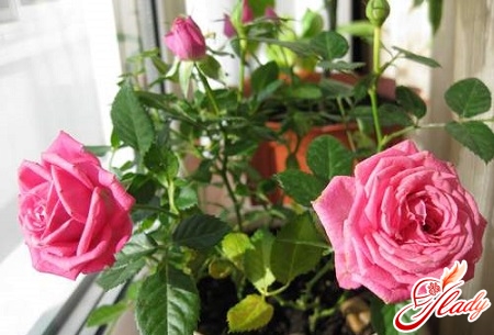 how to care for roses in a pot