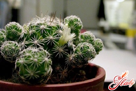 proper care for cacti at home