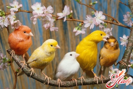 canary care