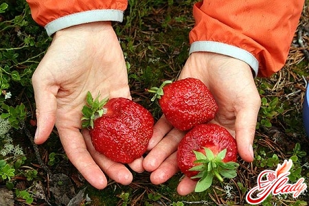 strawberry planting and care