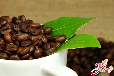 איך לגדל עץ קפה