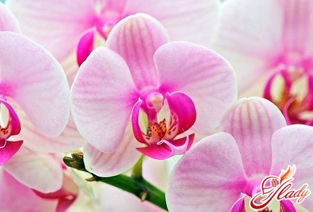 indoor orchid care