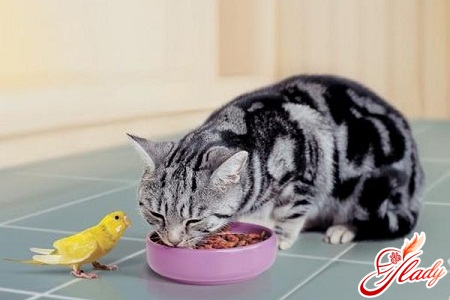 ما لتغذية القط